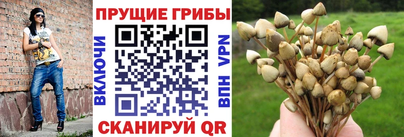купить наркоту  KRAKEN   Псилоцибиновые грибы Magic Shrooms  Щёкино 